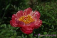 Пион травянистый 'Корал Шарм' / Paeonia 'Coral Charm'