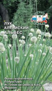 Лук Альвес алтайский
