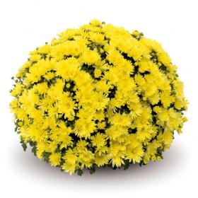 Aluga Yellow шаровидная хризантема