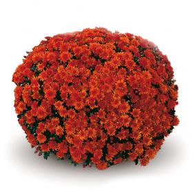 Conaco Orange шаровидная хризантема