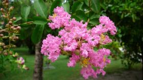 Лагерстремия 'Petit Pink' (Розовый карлик)