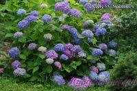 Гортензия крупнолистная "Бесконечное Лето / Hydrangea macrophylla Endless Summer"