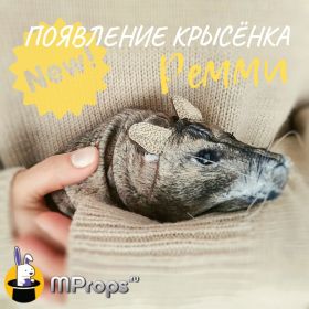 Интерактивный фокус "Появление Крысёнка Ремми"