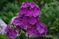 Флокс 'Маскарад' / Phlox 'Mascarad'