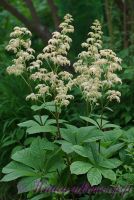 Роджерсия 'Элеганс' / Rodgersia pinnata 'Elegans'