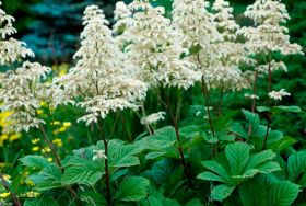 Роджерсия 'Элеганс' / Rodgersia pinnata 'Elegans'