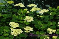 Гортензия древовидная 'Анабель' / Hydrangea arborescens 'Annabelle'