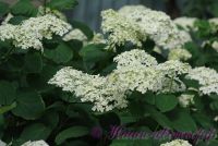 Гортензия древовидная 'Анабель' / Hydrangea arborescens 'Annabelle'