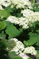 Гортензия древовидная 'Анабель' / Hydrangea arborescens 'Annabelle'