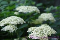 Гортензия древовидная 'Анабель' / Hydrangea arborescens 'Annabelle'