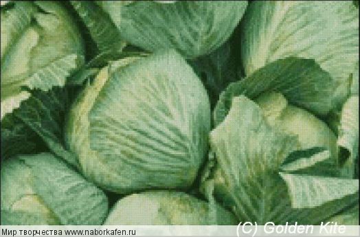 272 Cabbage