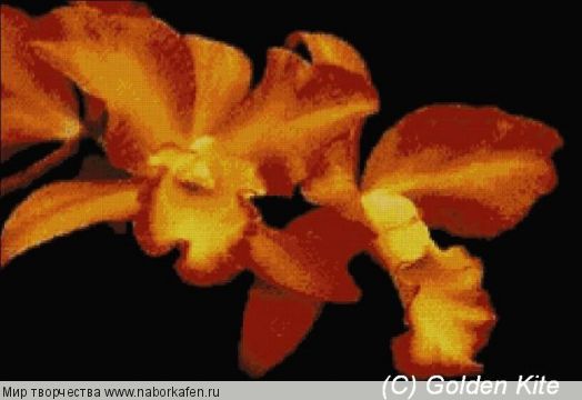 287 Orchid `Orange`