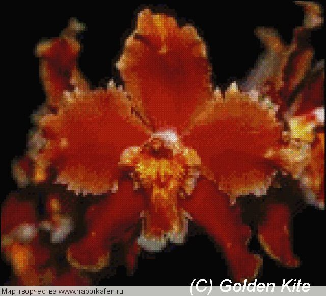 517 Oncidium