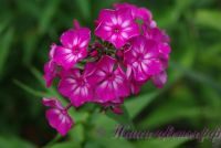 Флокс Купчиха' / Phlox 'Kupchiha'