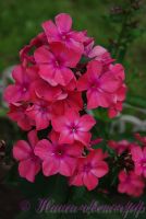 Флокс 'Мария Федоровна' / Phlox 'Marija Fiodorovna'