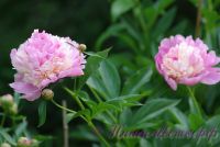 Пион травянистый 'Боул оф Бьюти' / Paeonia 'Bowl of Beauty'