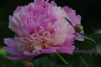 Пион травянистый 'Боул оф Бьюти' / Paeonia 'Bowl of Beauty'