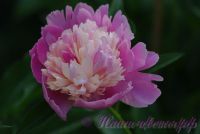 Пион травянистый 'Боул оф Бьюти' / Paeonia 'Bowl of Beauty'