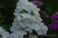 Флокс 'Эльбрус' / Phlox 'Elbrus'