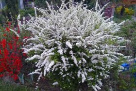 Спирея норвежская серая 'Грефшейм' / Spiraea cinerea 'Grefsheim'