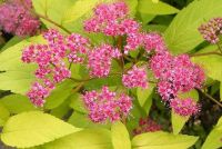 Спирея японская 'Голден Принцесс' / Spiraea japonica 'Golden Priincess'