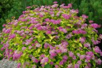 Спирея японская 'Голден Принцесс' / Spiraea japonica 'Golden Priincess'