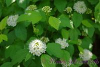 Пузыреплодник калинолистный 'Дартс Голд' / Physocarpus opulifolius 'Darts Gold'