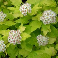 Пузыреплодник калинолистный 'Дартс Голд' / Physocarpus opulifolius 'Darts Gold'