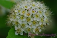 Пузыреплодник калинолистный 'Дартс Голд' / Physocarpus opulifolius 'Darts Gold'