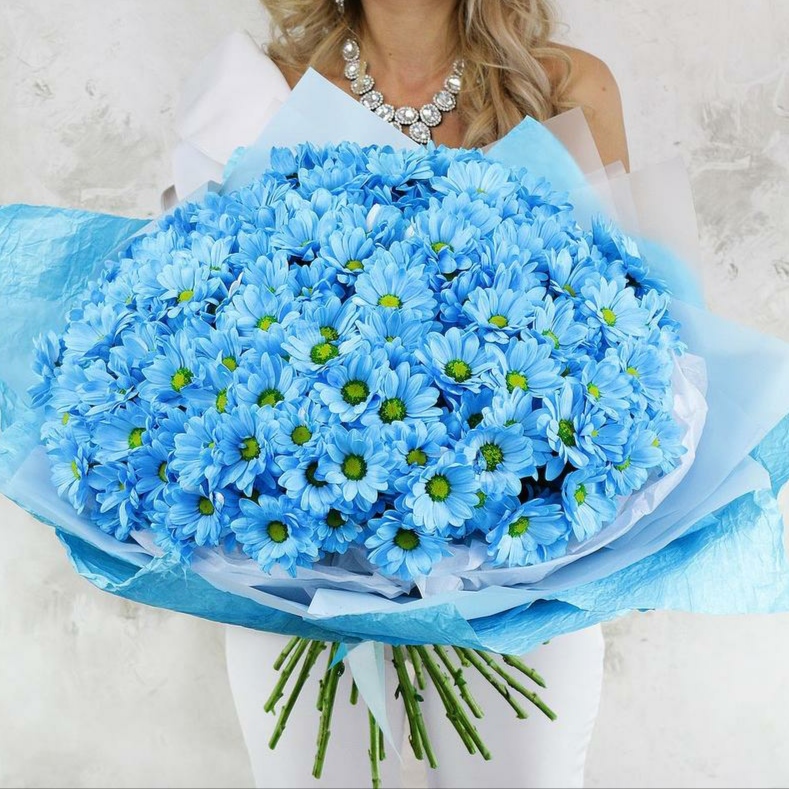 31  голубая хризантема