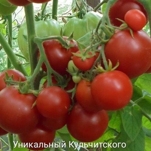 Семена Томат "Уникальный Кульчитского" купить в интернет-магазине ФОНД СССР с доставкой по России