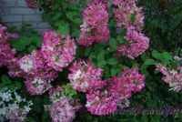 Гортензия метельчатая 'Диамонд Руж' / Hydrangea paniculata 'Diamond Rouge'