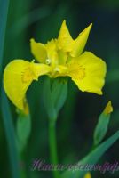 Ирис болотный (аировидный) / Iris pseudacorus