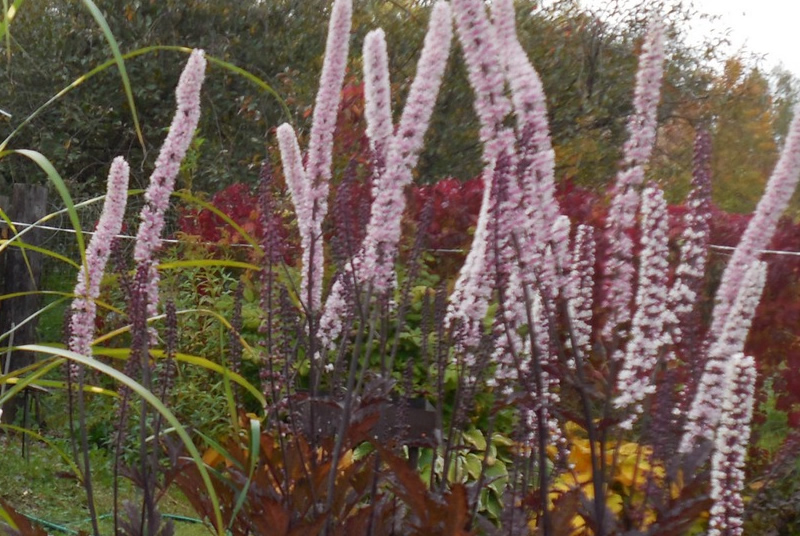 Клопогон 'Пинк Спайк'  /  Cimicifuga ramosa 'Pink Spike'