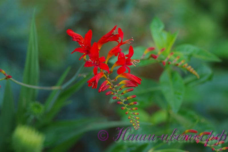 Монтбреция (Крокосмия) / Crocosmia Японский гладиолус (3 шт.)