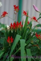 Монтбреция (Крокосмия) / Crocosmia Японский гладиолус