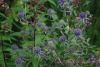 Синеголовник плосколистный 'Блу Глиттер'  / Eryngium planum 'Blue Glitter'