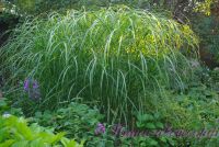 Мискантус китайский 'Ротфедер' / Miscanthus 'Rotfeder sinensis'