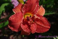 Лилейник 'Мозес Фаер' / Hemerocallis 'Moses Fire'