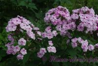 Флокс 'Гармония'  / Phlox 'Garmoniy'