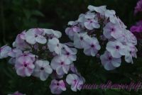 Флокс 'Гармония'  / Phlox 'Garmoniy'