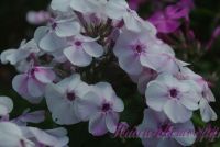 Флокс 'Гармония'  / Phlox 'Garmoniy'