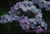 Флокс 'Гармония'  / Phlox 'Garmoniy'