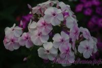 Флокс 'Гармония'  / Phlox 'Garmoniy'