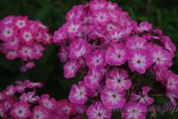 Флокс 'Осенний поцелуй' / Phlox 'Osennij poceluj'