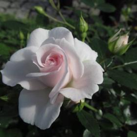 Роза Аспирин Aspirin Rose