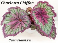 Бегония Charlotte Chiffon стартёр