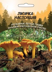 Лисичка Настоящая (Уральский Дачник)