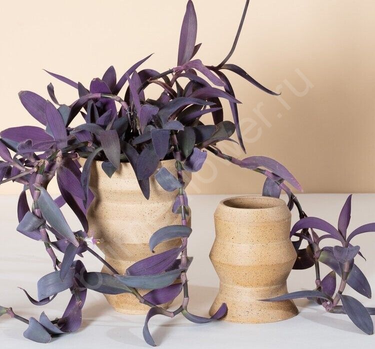 Традесканция Фиолетовая