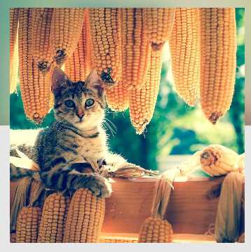 [Митра-Варуна] Накшатра Рохини. Глубокий анализ (Анна Ласточкина)